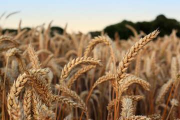 Wheat field at sunset in summer