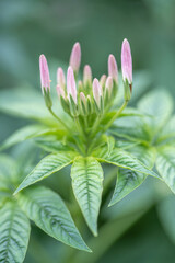 Pink and white elegant spider flower buds and opened petals with beautiful green stem perfect for wedding or romantic invitation and wallpaper macro