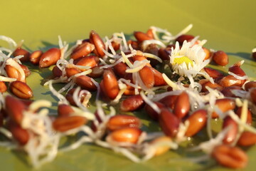 sprouted wheat on a green plate, healthy food, microgreens