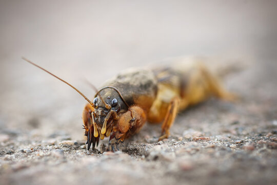 Gryllotalpa gryllotalpa, European mole cricket - agricultural pest on the background soils.