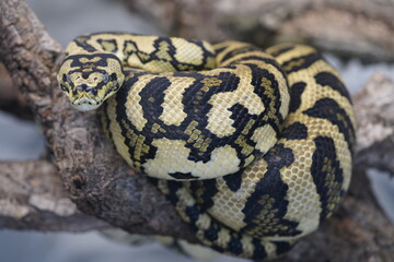 Morelia spilota, commonly known as the carpet python, is a large snake of the family Pythonidae found in Australia, New Guinea (Indonesia and Papua New Guinea), Bismarck Archipelago.   