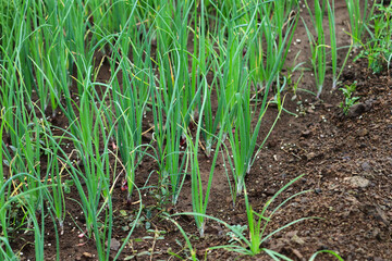 Plant spring onions that are growing in season. Ripe Onion plants row growing on field, close up. with onion bulb, closeup. Rows on the onion plantation in the vegetable garden agriculture.