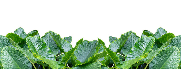 PNG of Leaf of Alocasia gageana Variegated isolated on transparent background, Full frame of green leaf, tropical alocasia caladium or elephant ear leaf.