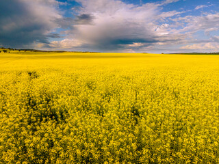 Obraz premium Yellow Canola Flower Field in Western Australia York