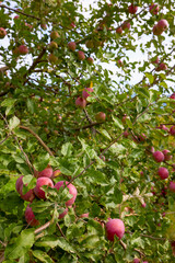 an apple tree in a mountain orchard