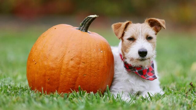 Funny dog listening and licking mouth next to a pumpkin in autumn. Halloween, fall or thanksgiving concept.