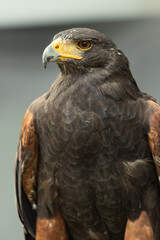 Front view of Falcon bird which has brown color is looking for a prey with blur background. Falcons are birds of prey in the genus Falco. Close-up falcon.