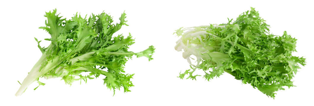 Fresh green leaves of endive frisee chicory salad isolated on white background with full depth of field. Top view. Flat lay