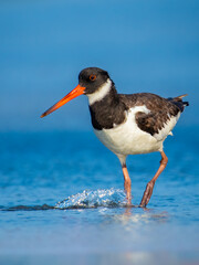 Eurasian Oyster catcher at seashore