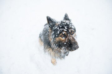 Portrait of a German Shepherd in the snow. Snow falls on the dog. Winter coming concept. Change of season.