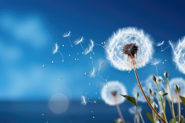 Beautiful puffy white dandelions and flying seeds against blue sky on sunny day