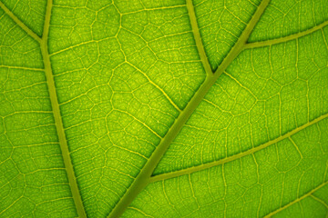 Fascinating pattern of a vascular plant leaf