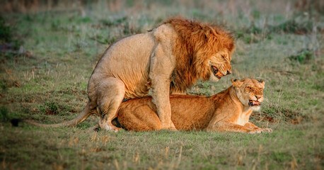 lion and lioness mating