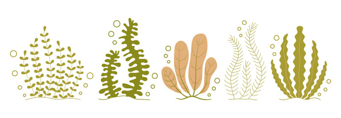Hand drawn marine and river algae of various shapes. Marine flora. Underwater world. Set of different Seaweed, underwater plants. Vector illustration