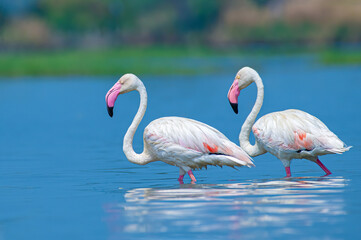 Greater Flamingo in the water