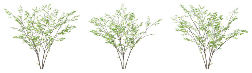 Set of 3d tree green birch on transparent background, landscape design.