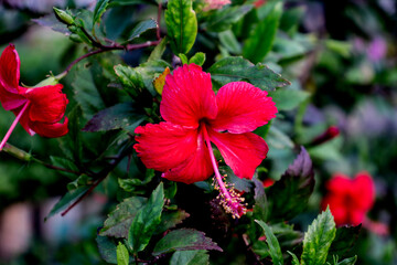 Pure red flower in a green branch