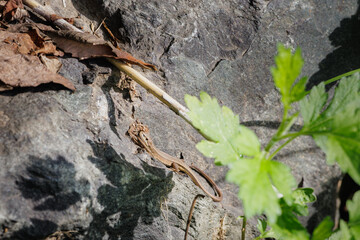 바위 굴곡 사이 숨은 줄장지 도마뱀 찾기 (마른 나뭇잎과 비슷한 위장술)