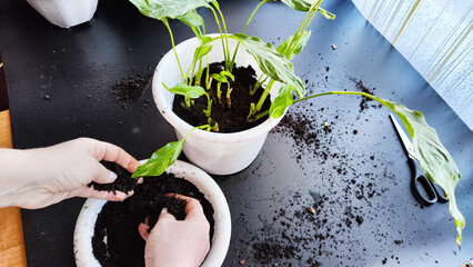 Spring Houseplant Care, repotting houseplants. Waking Up Indoor Plants for Spring. Woman is...