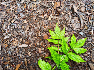 Background and texture with wood sawdust and green branches and leaves of mountain ash. Abstract background, frame, place for text and copy space