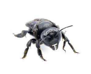 carpenter mimic leafcutter bee - Megachile xylocopoides - named for its superficial similarity to the carpenter bee genus Xylocopa. black blue iridescence isolated on white background front face view