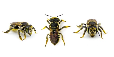 White footed Leafcutter Bee - Megachile albitarsis - is a species of bee in the family...