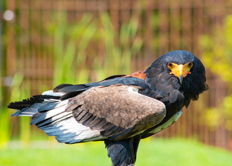oiseau