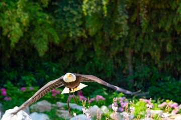 rapace