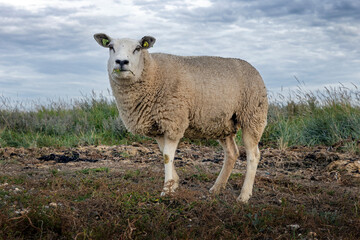 Sheep at Paesens. Moddergat. Friesland Netherlands. Waddenzee. Coast