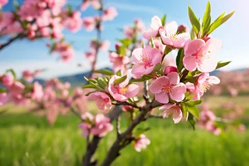 Foto op Canvas Orchard of blooming peach trees in spring. Blossoming peach tree branches with pink flowers in garden with green grass. Generative AI © artsterdam