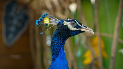 Close up of the head of a peacock with very beautiful blue feathers © Faishal