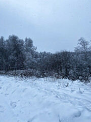 snowy forest.trees in the snow