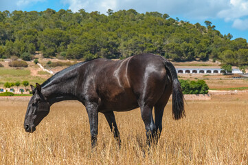 Typical Menorcan horse in Menorca, Spain - 653294539