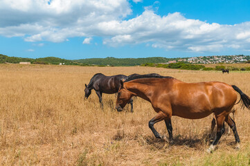 Typical Menorcan horse in Menorca, Spain - 653294545