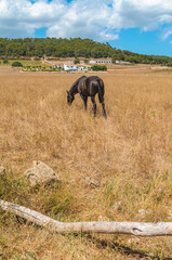 Typical Menorcan horse in Menorca, Spain - 653294558