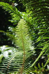 fern leaves