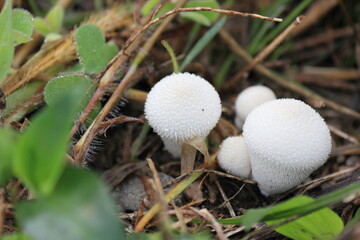 あぜ道で見つけたキノコ