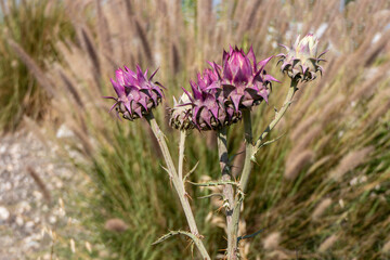 Blooming wild artichoke plant in the nature