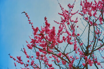 On a warm spring day, under the blue sky, blooming red plum blossoms