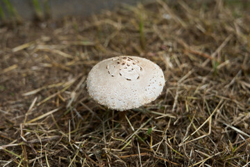 A large mushroom blooming in a grassy field