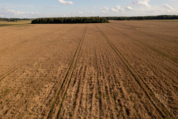 Drone photography of a meadow in fall time with tire tracks