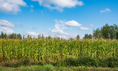 Fototapeta na wymiar Corn plantation field. Green corn field and blue sky. Agricultural landscape