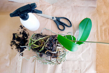Orchid transplant at home. Changing the soil trimming the roots of the plant.