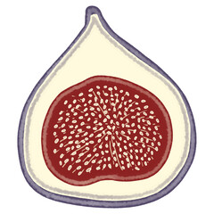 Illustration of fig drawing