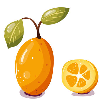 Kumquat vector, fruit de saison. Image vectorielle