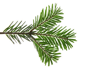 Christmas tree branch isolated on white transparent background, PNG. Xmas spruce, green fir pine twig closeup - obrazy, fototapety, plakaty