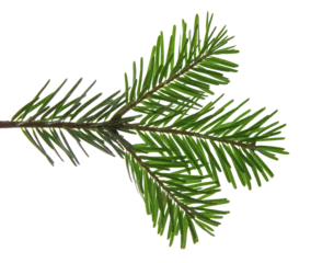 Poster Christmas tree branch isolated on white transparent background, PNG. Xmas spruce, green fir pine twig closeup © Rawf8