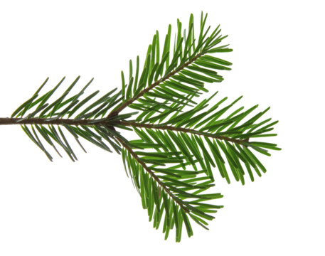 Christmas tree branch isolated on white transparent background, PNG. Xmas spruce, green fir pine twig closeup
