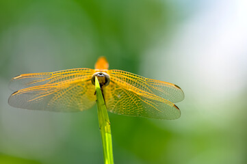 A yellow dragonfly sits on a green branch. Macro
