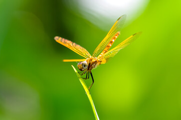 A yellow dragonfly sits on a green branch. Macro